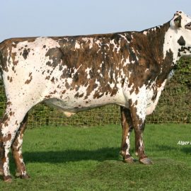 Toro Normando FYLIO ISY