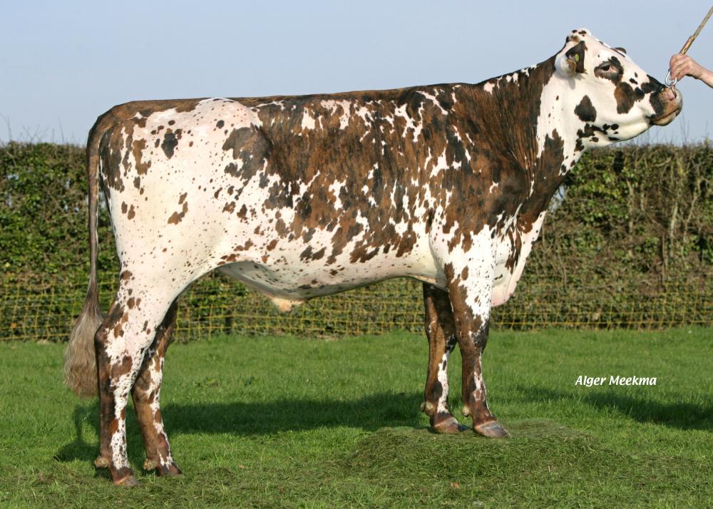 Toro Normando FYLIO ISY