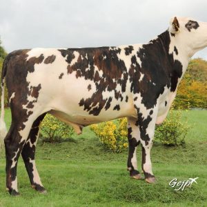 Toro Normando LAFONTAINE