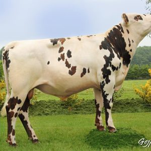 Toro Normando LIMA