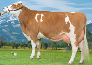 Toro Fleckvieh GS HEIDUCK - Imagen 2