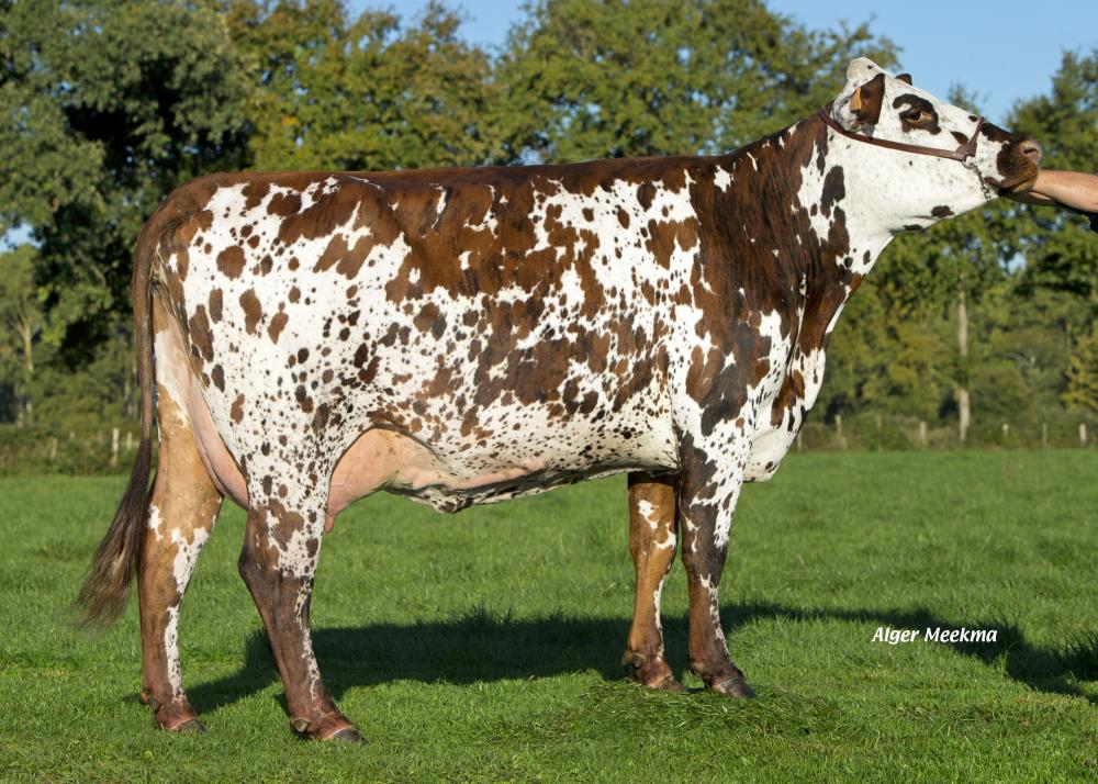 Toro Normando LIMA - Imagen 2