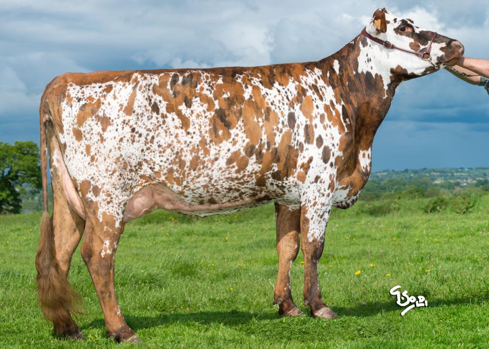 Toro Normando FYLIO ISY - Imagen 2
