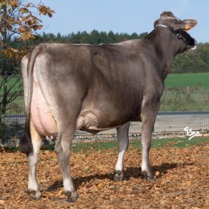 Toro Brown Swiss AJUVAL