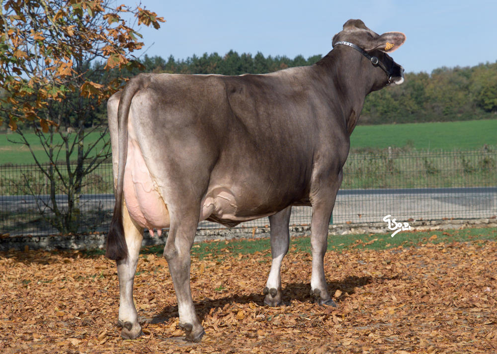 Toro Brown Swiss AJUVAL