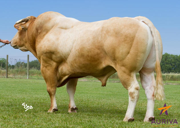Toro Blonde D'Aquitaine Aramis - Imagen 3