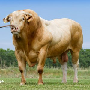 Toro Blonde D'Aquitaine Aramis