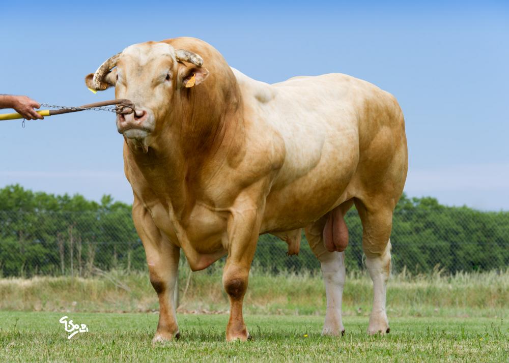 Toro Blonde D'Aquitaine Aramis