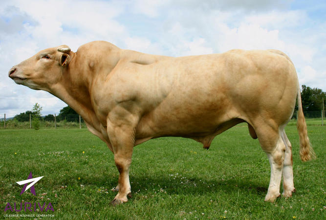 Toro Blonde D'Aquitaine Aramis - Imagen 2