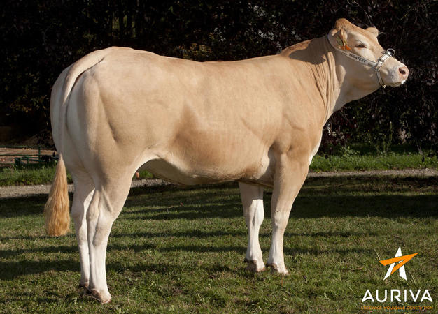 Toro Blonde D'Aquitaine Aramis - Imagen 4