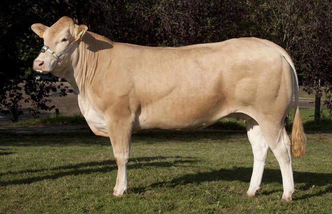 Toro Blonde D'Aquitaine Aramis - Imagen 5