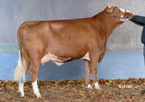 Toro Fleckvieh GS HEIDUCK - Imagen 3