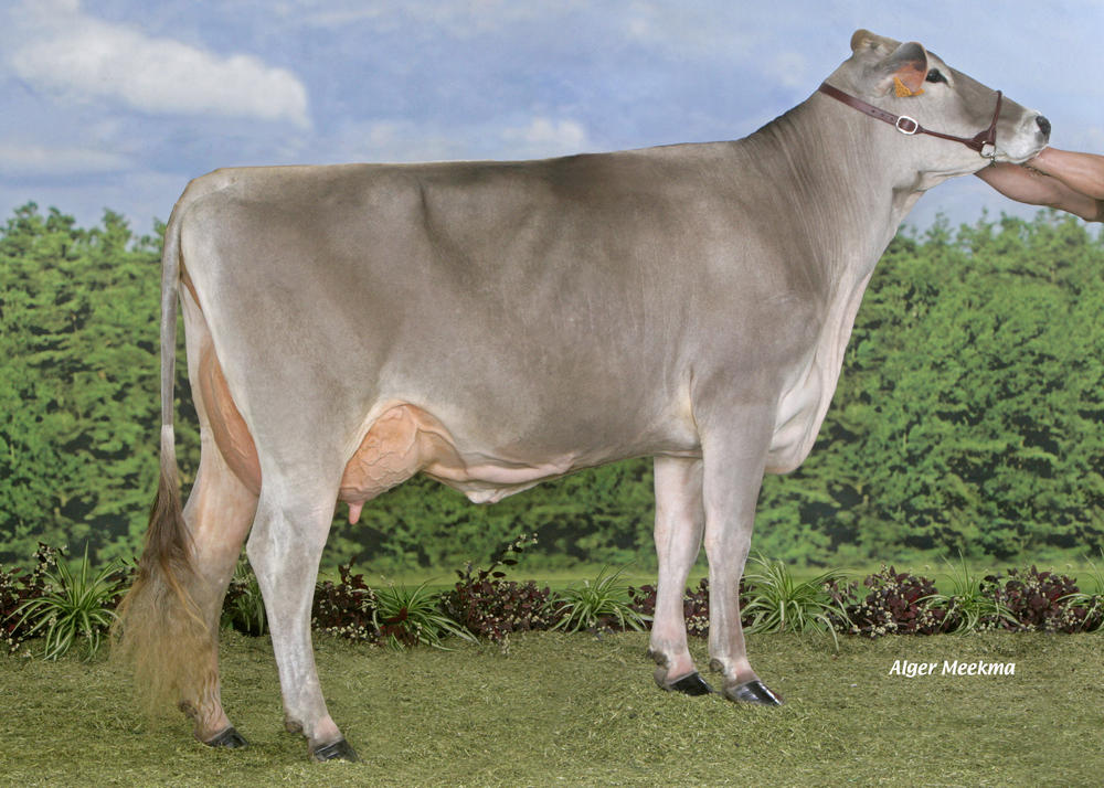 Toro Brown Swiss GARFIELD - Imagen 2