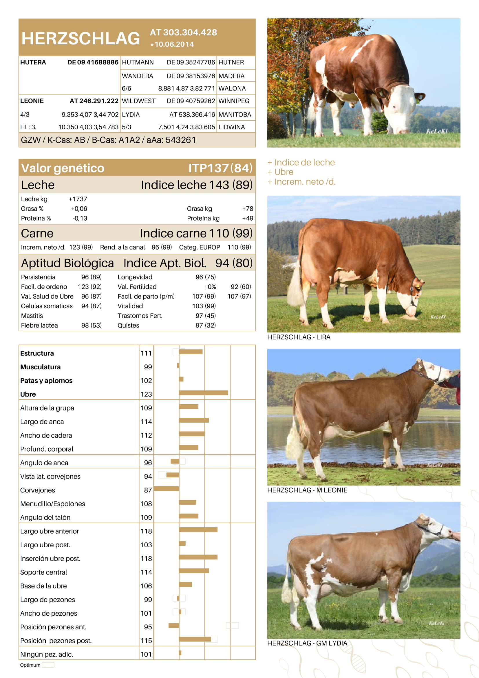 Toro Fleckvieh HERZSCHLAG - Imagen 5