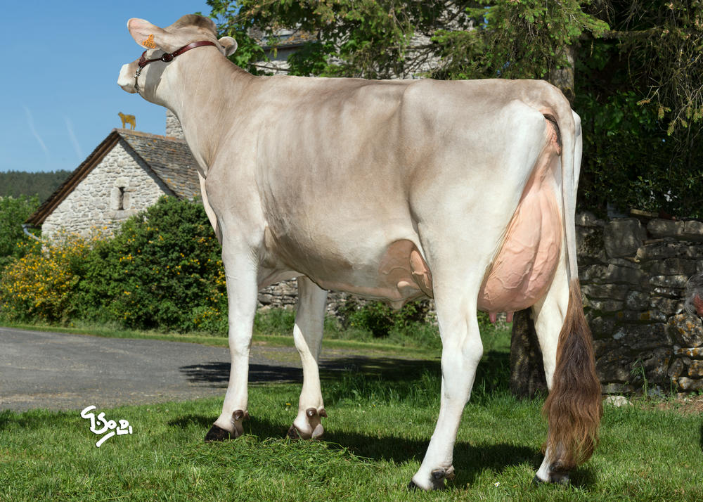 Toro Probado Jerry Bronw Swiss