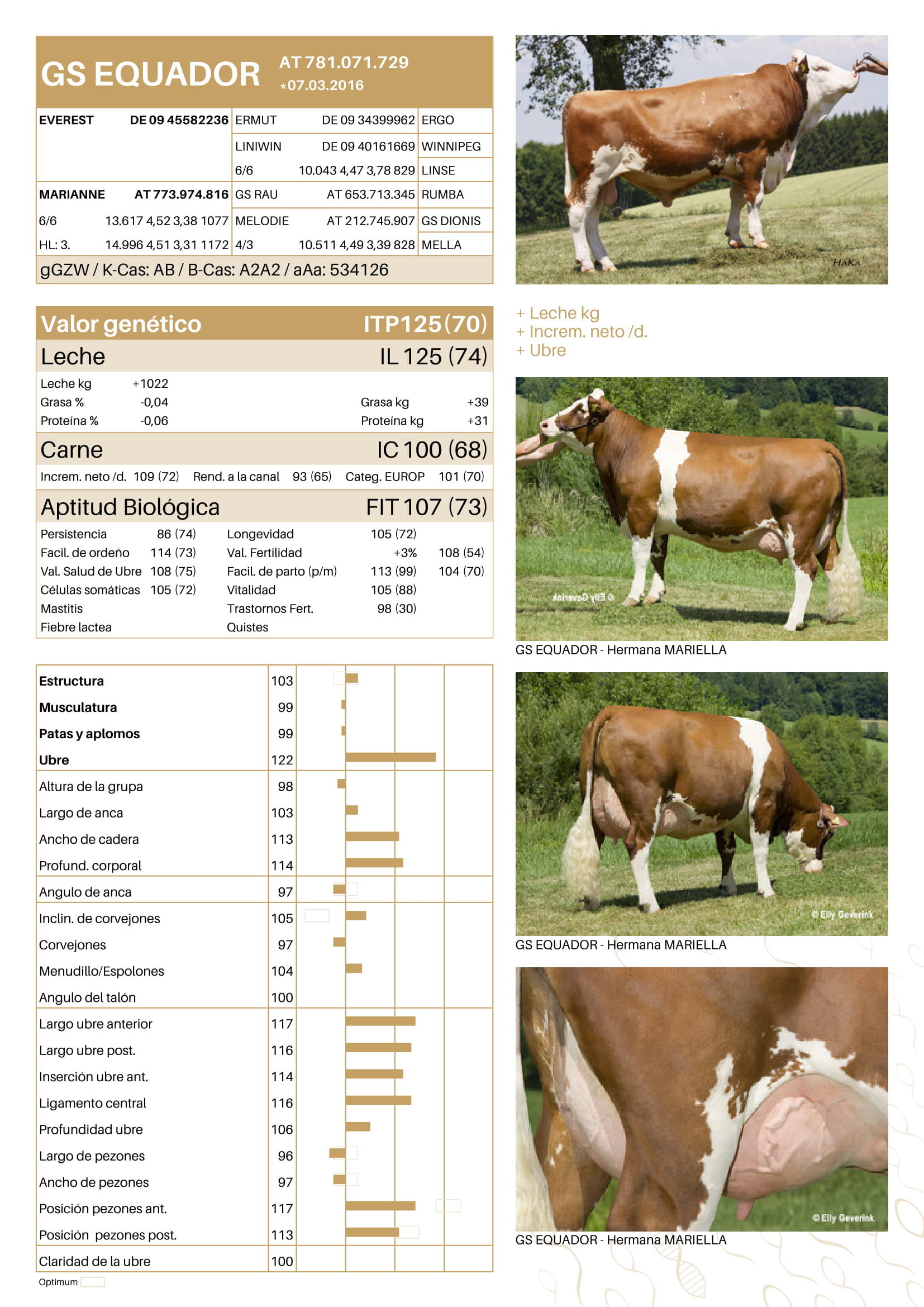 Toro Fleckvieh GS EQUADOR - Imagen 4