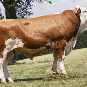 Toro Fleckvieh GS EQUADOR