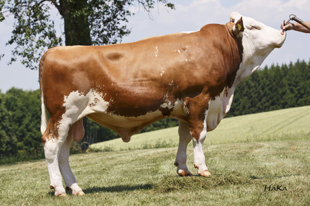Toro Fleckvieh GS EQUADOR