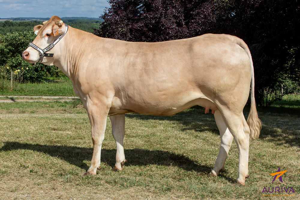 Toro Blonde D'Aquitaine FUXEEN - Imagen 2