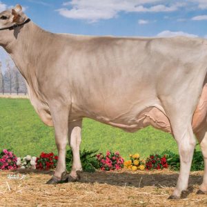 Toro Brown Swiss LARGO