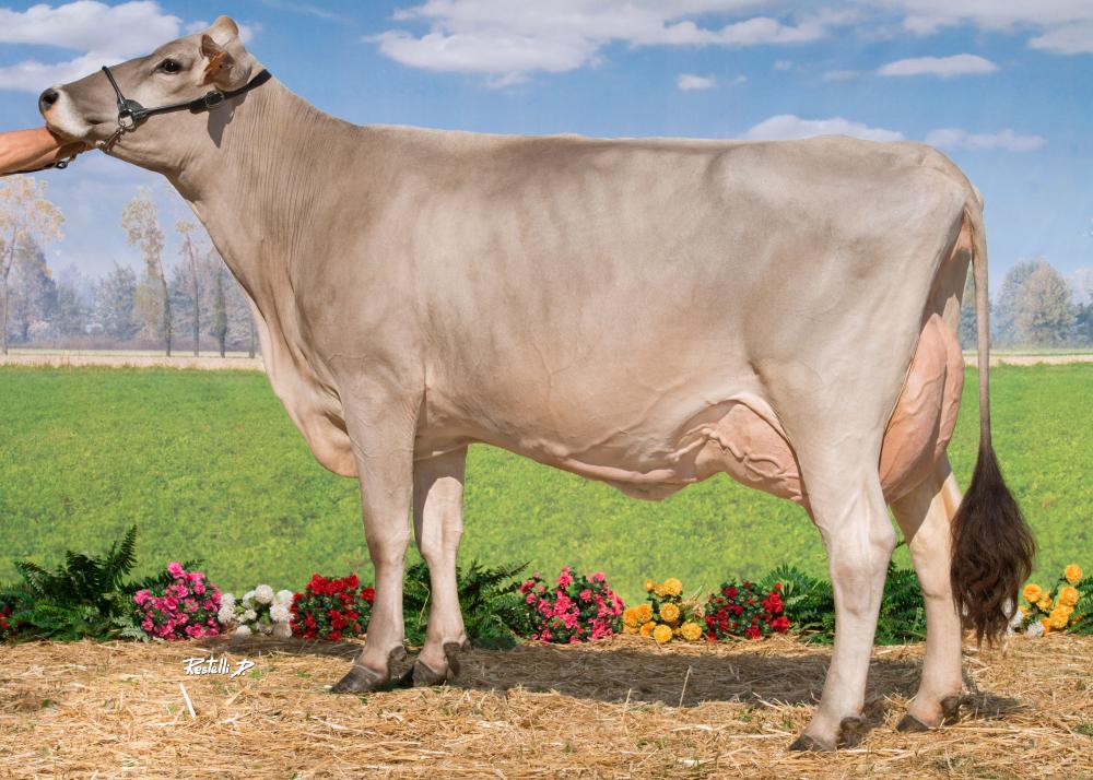 Toro Brown Swiss LARGO
