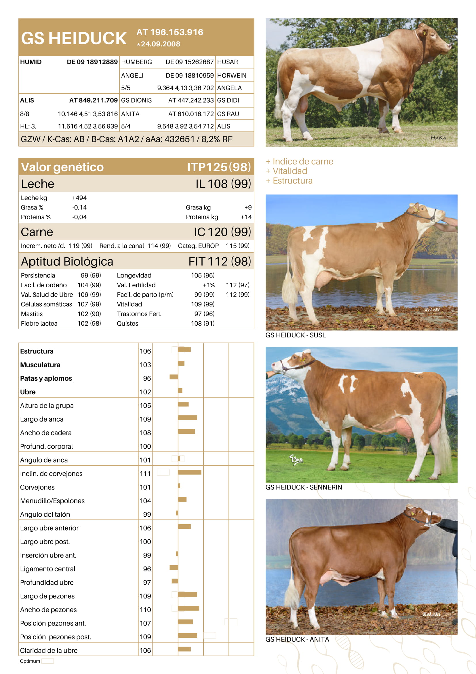 Toro Fleckvieh GS HEIDUCK - Imagen 5
