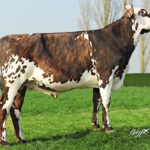 Toro Normando HAMMER ISY