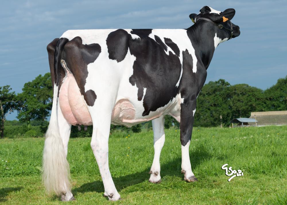 Toro Holstein HAMMIG ISY - Imagen 5