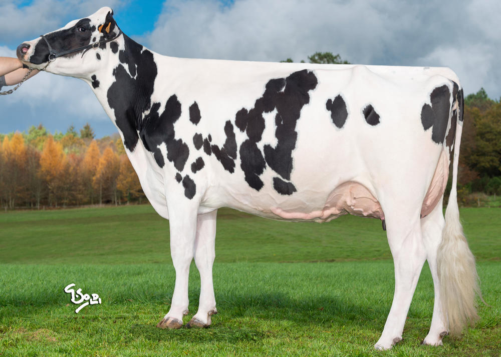 Toro Holstein HAMMIG ISY - Imagen 4