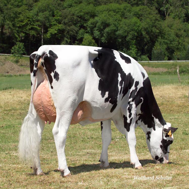 Holstein la Raza mas lechera en el mundo