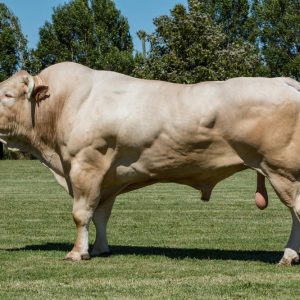 Toro Blonde D'Aquitaine HASHTAG