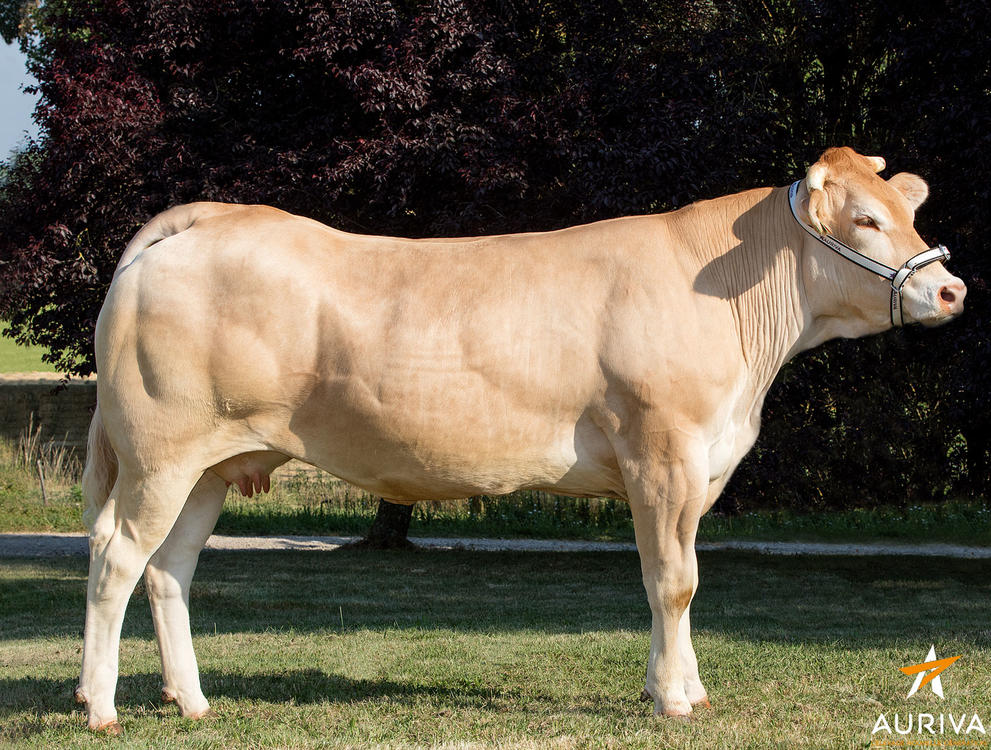 Toro Blonde D'Aquitaine HASHTAG - Imagen 3