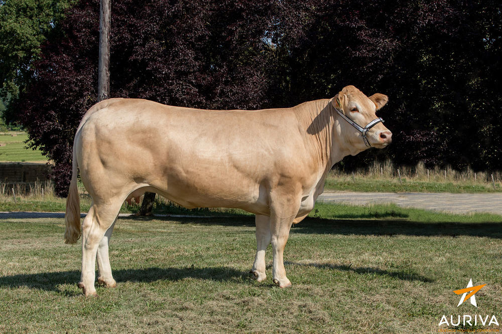 Toro Blonde D'Aquitaine HASHTAG - Imagen 2