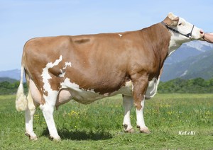 Toro Fleckvieh HERZSCHLAG - Imagen 4