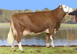 Toro Fleckvieh HERZSCHLAG - Imagen 3