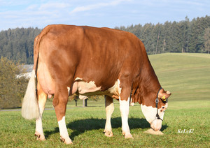 Toro Fleckvieh HERZSCHLAG - Imagen 2