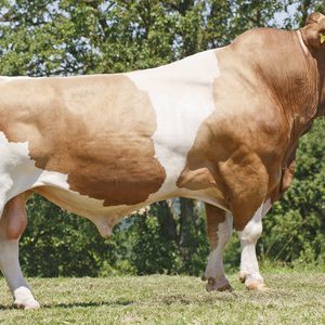 Toro Fleckvieh GS HEIDUCK