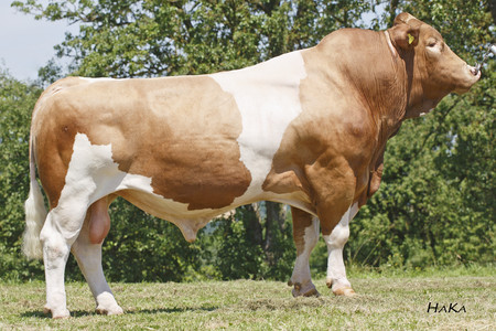 Toro Fleckvieh GS HEIDUCK