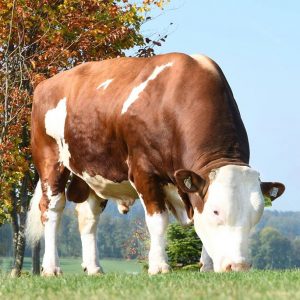 Toro Fleckvieh HERZSCHLAG