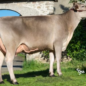 Toro Brown Swiss IPOCILE