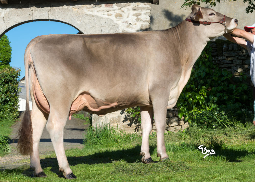 Toro Brown Swiss IPOCILE