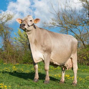 Toro Brown Swiss Jerry