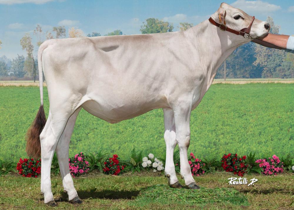 Toro Brown Swiss ISOLD - Imagen 3