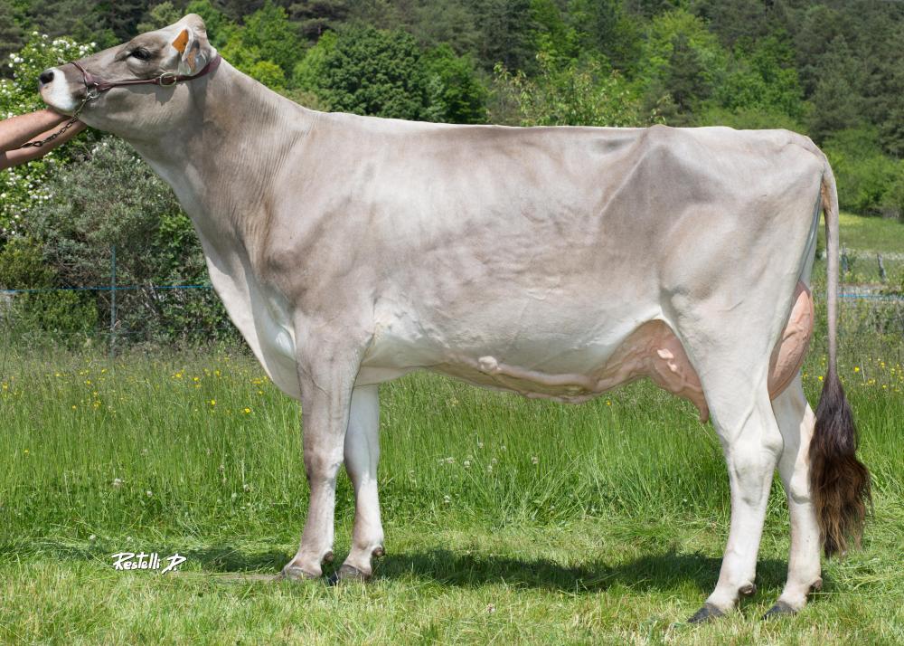 Toro Brown Swiss LARGO - Imagen 2