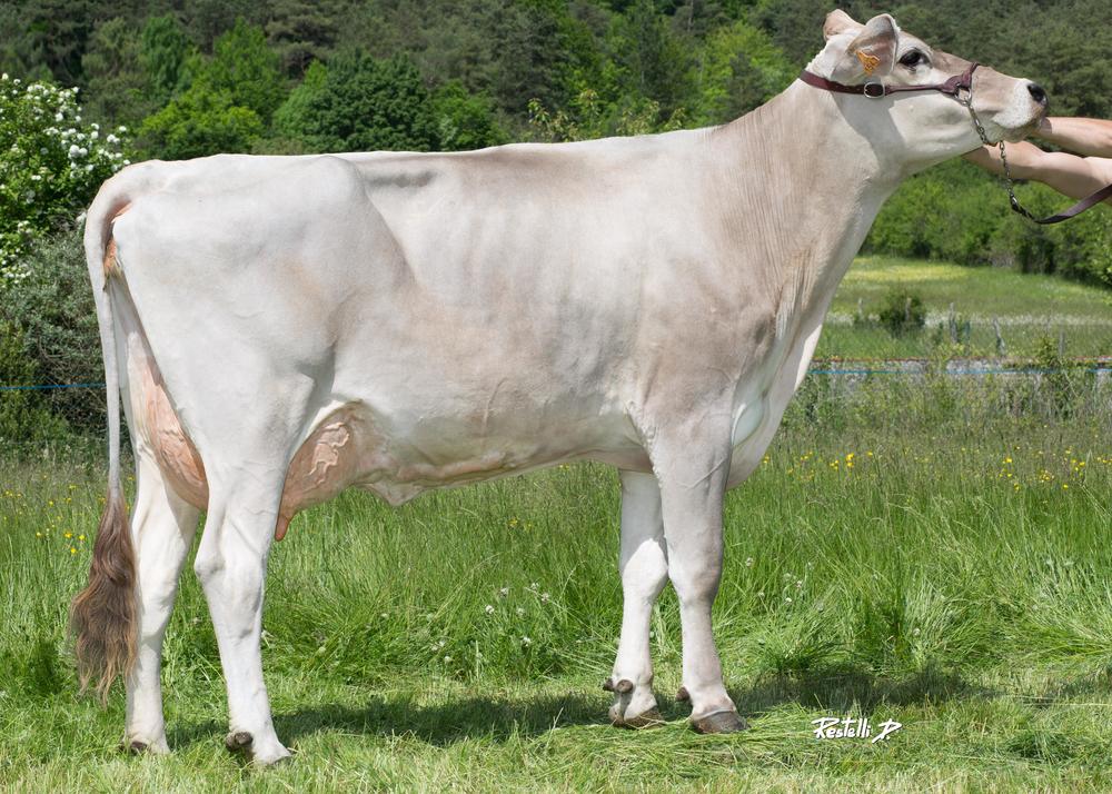 Toro Brown Swiss MELVIS - Imagen 2