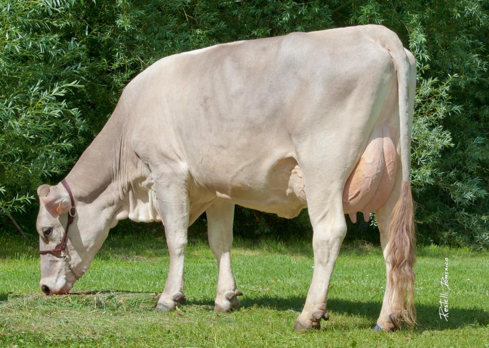 Toro Brown Swiss LUTHER - Imagen 2