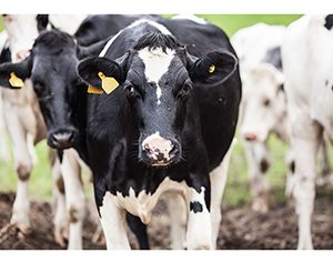 Raza Holstein