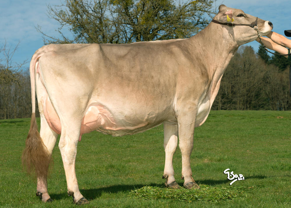 Toro Brown Swiss MAJESTE - Imagen 2