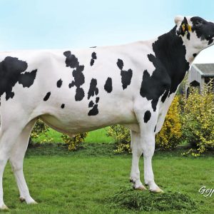 Toro Holstein Lanister