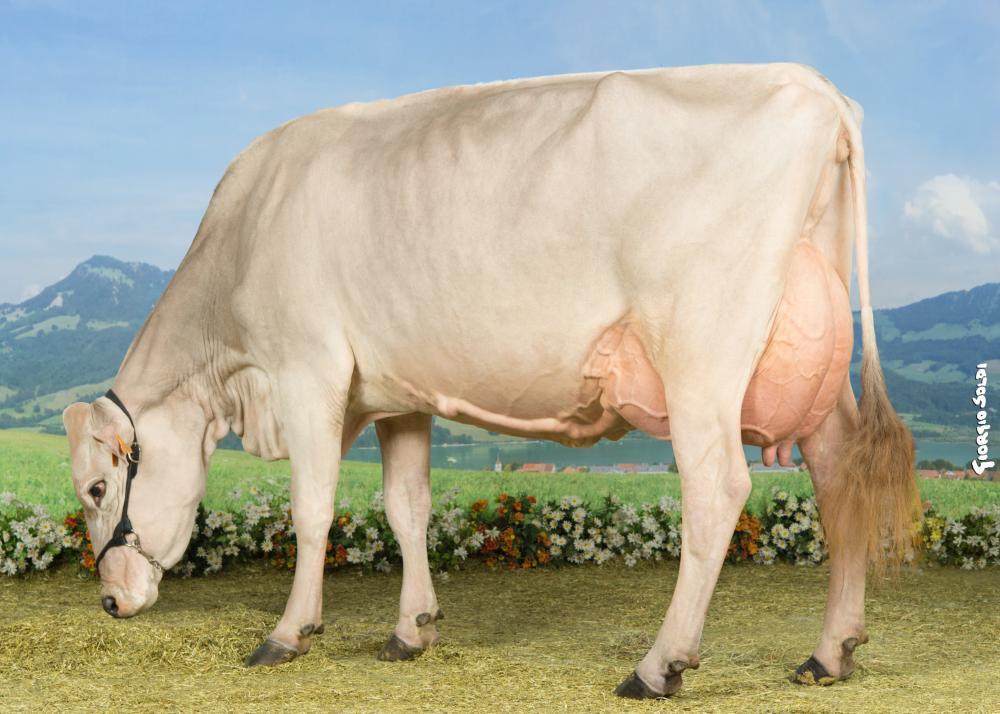 Toro Brown Swiss LOGO GP - Imagen 2